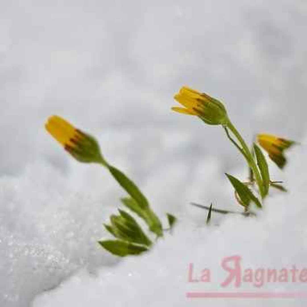 A Primavera torna Burian. Neve al posto dei fiori