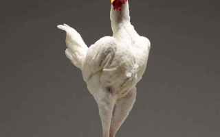 Immagini virali: galline  pollo  fotografia  gallina