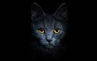 Animali: gatto  buio