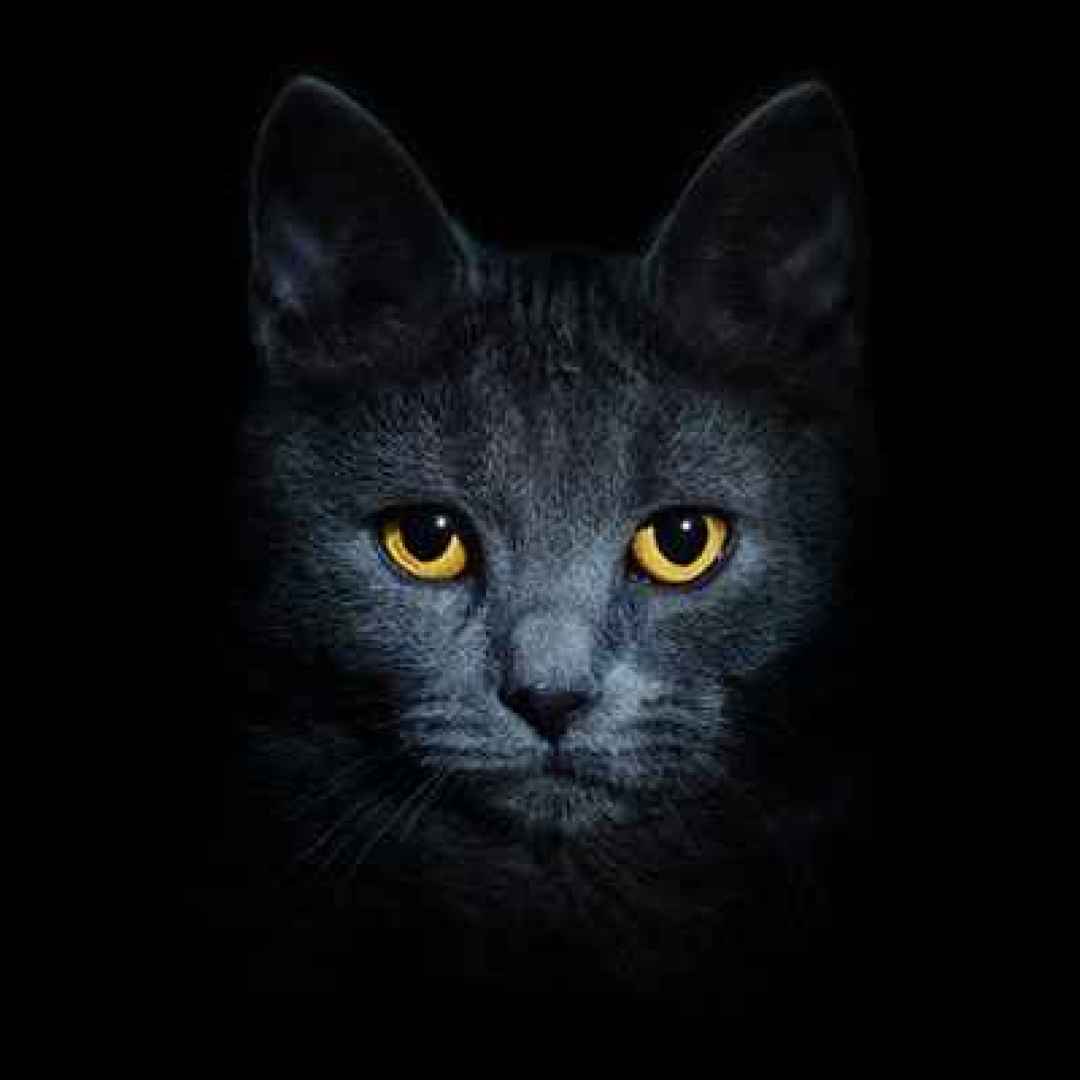 gatto  buio