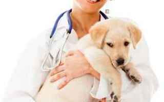 La displasia dellanca del cane è una malattia osteo-articolare talmente grave da compromettere non 