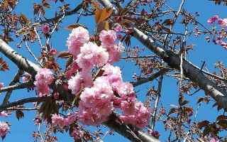 Roma: hanami  laghetto eur  fiori di ciliegio