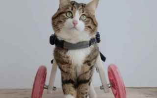 Animali: animali gatti handicap