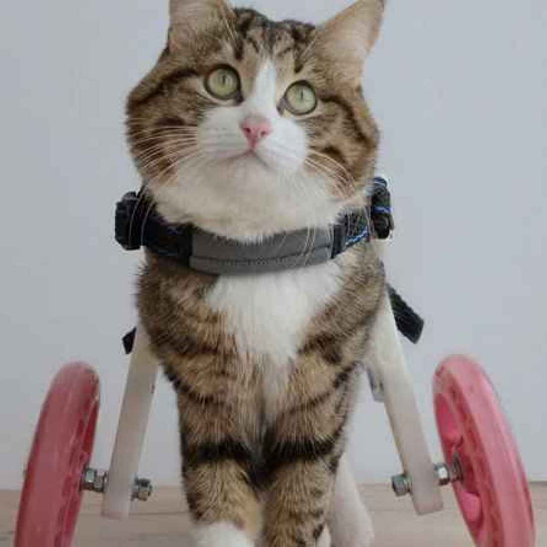 animali gatti handicap