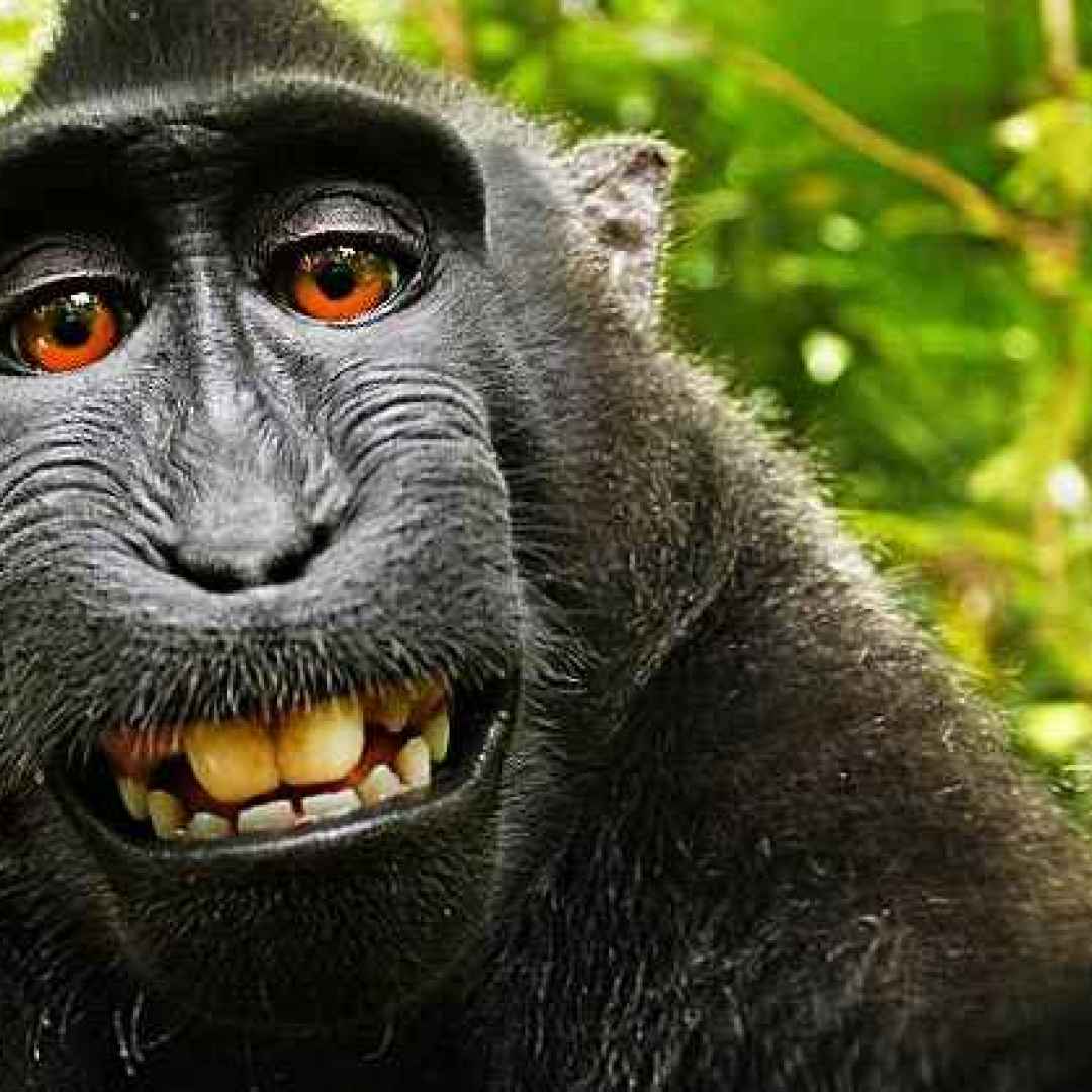 fotografia  scimmia  peta  selfie