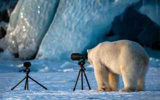 Foto: orso  polo  fotografia  natura
