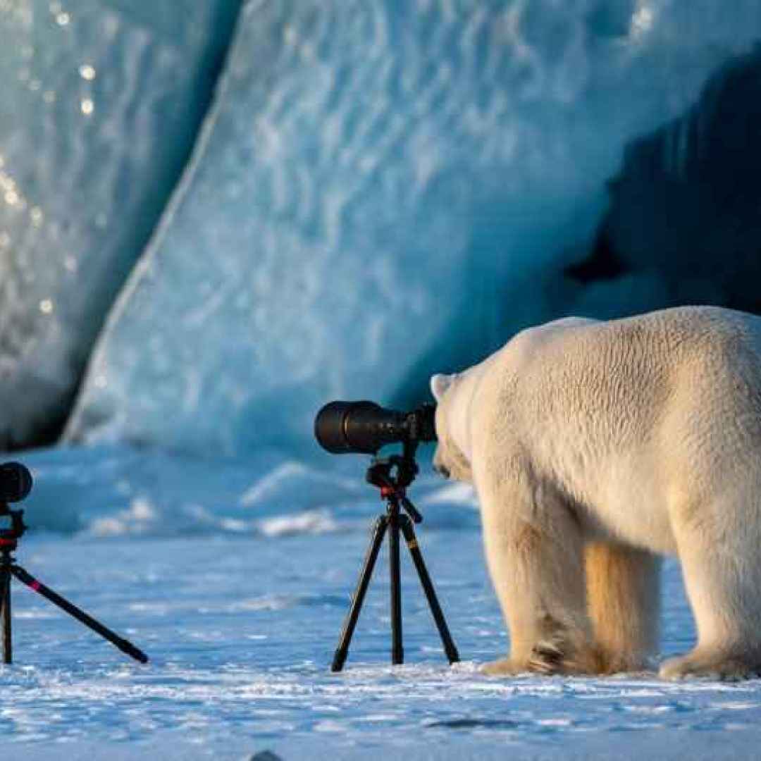 orso  polo  fotografia  natura