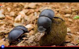 animali  insetti  africa  scarabei