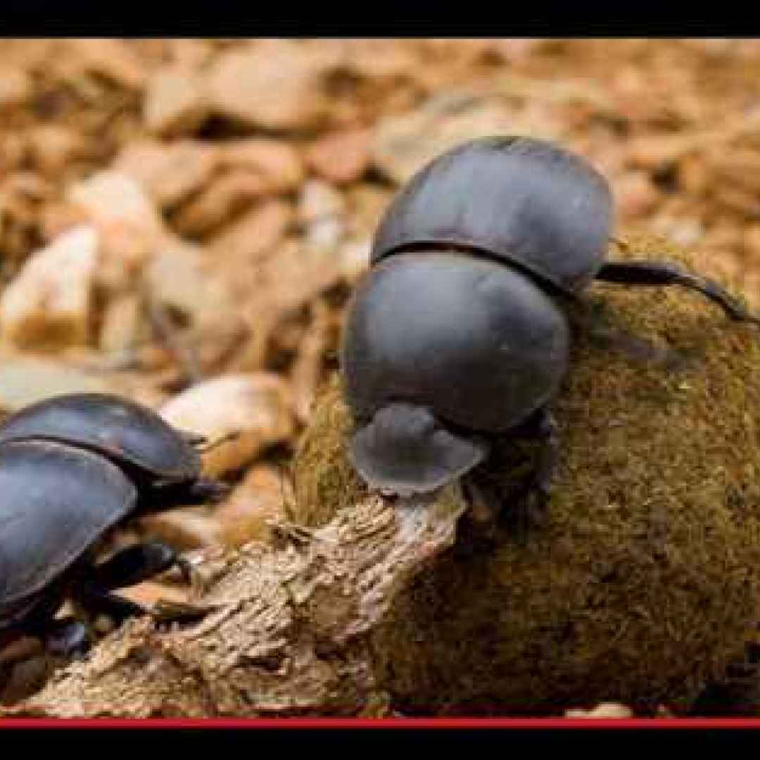 Uno scontro al vertice per il tesoro degli scarabei africani