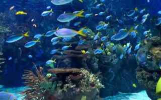 Android: acquario  android  live wallpaper  sfondi