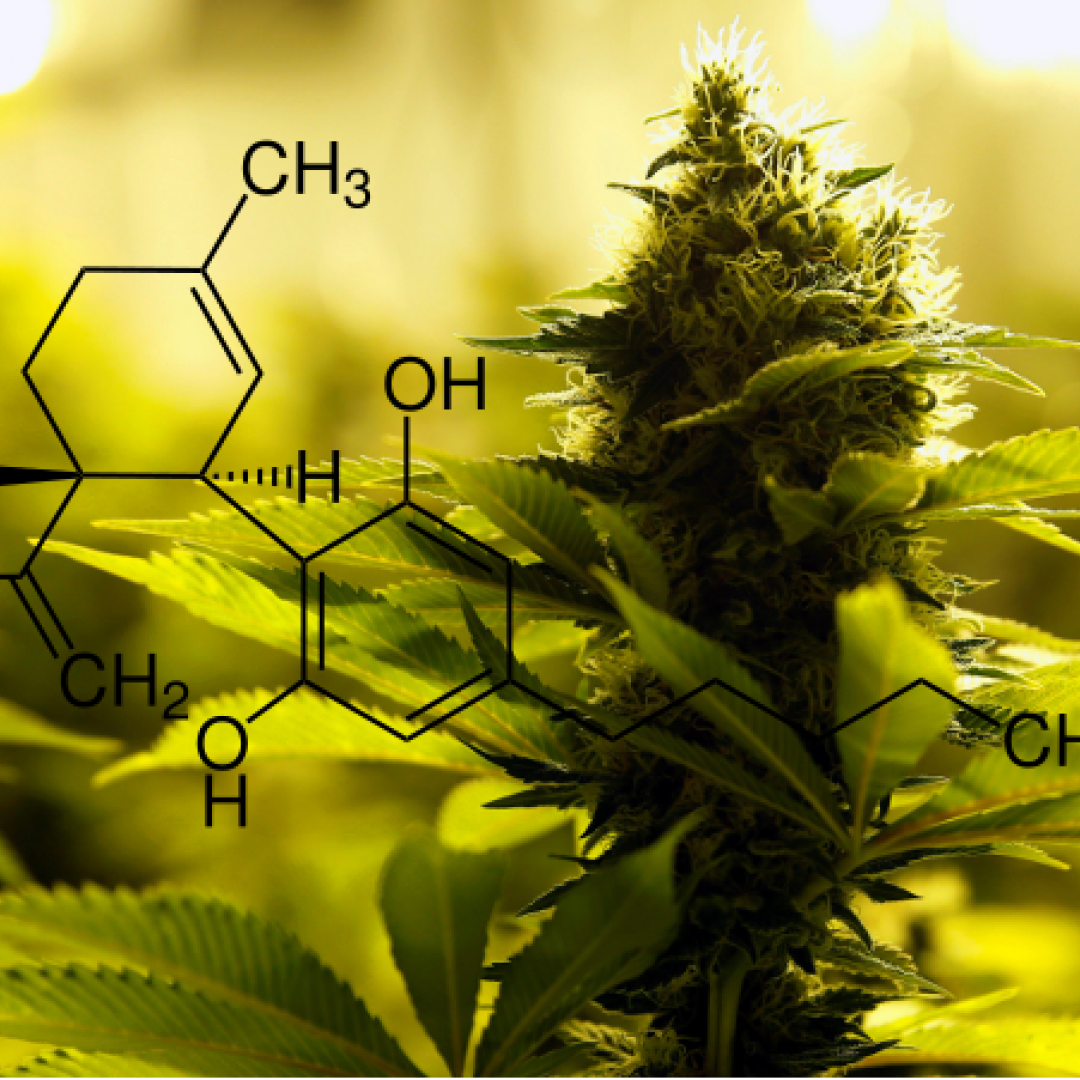 Cannabis Legale qualità PREMIUM CBD Weed