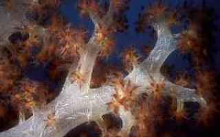 grande barriera corallina  fotoalbum