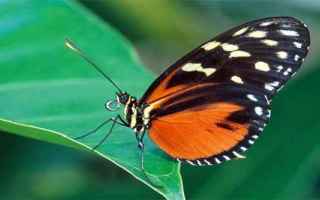 farfalla  fate  psiche  simbolismo