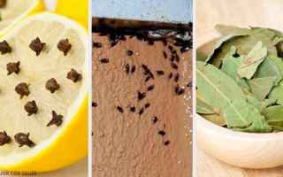 Casa e immobili: insetti  eliminare gli insetti