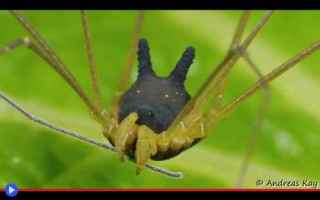 Animali: aracnidi  animali  artropodi  ragni