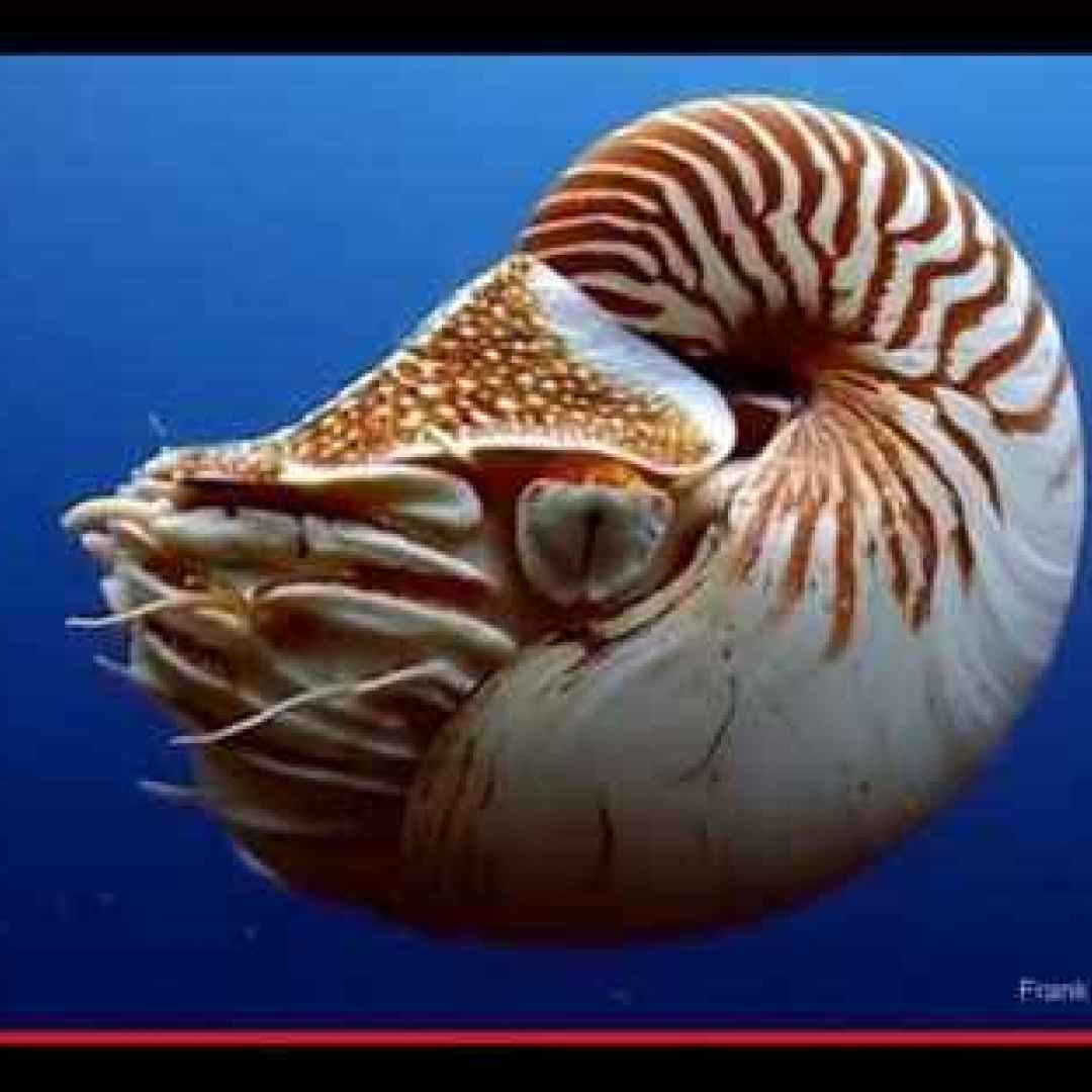 molluschi  cefalopodi  conchiglie
