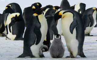 interpretazione sogni  sognare pinguino
