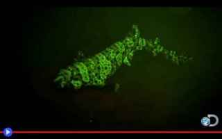 Animali: squali  biologia  strano  colori  luce