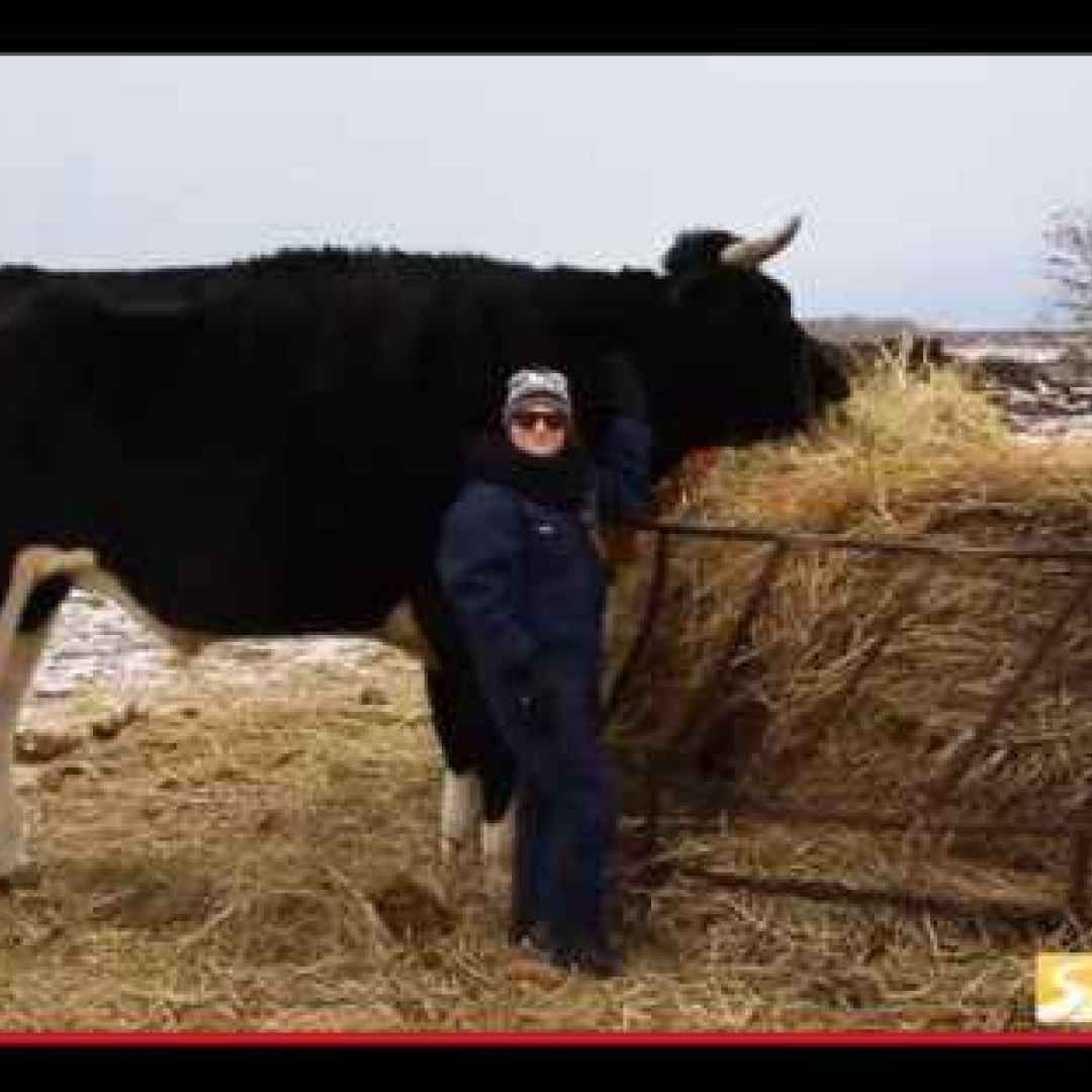 animali  mucche  record  dimensioni