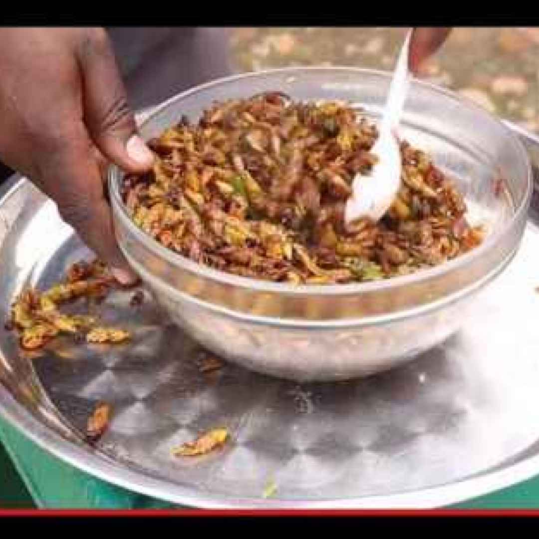 Snack pre-natalizi: il dolce sapore della cavalletta ugandese