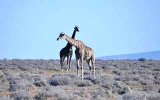 Viaggi: africa  namibia  etosha  parco nazionale