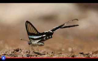Animali: animali  insetti  lepidotteri  farfalle
