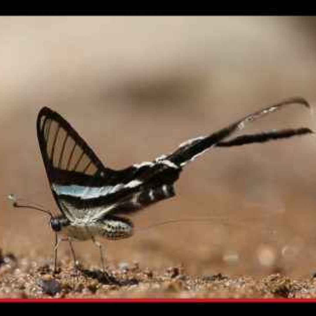 animali  insetti  lepidotteri  farfalle