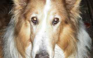 Animali: natale rocco cane amore video