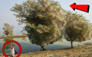 fantasma alberi video paura pakistan