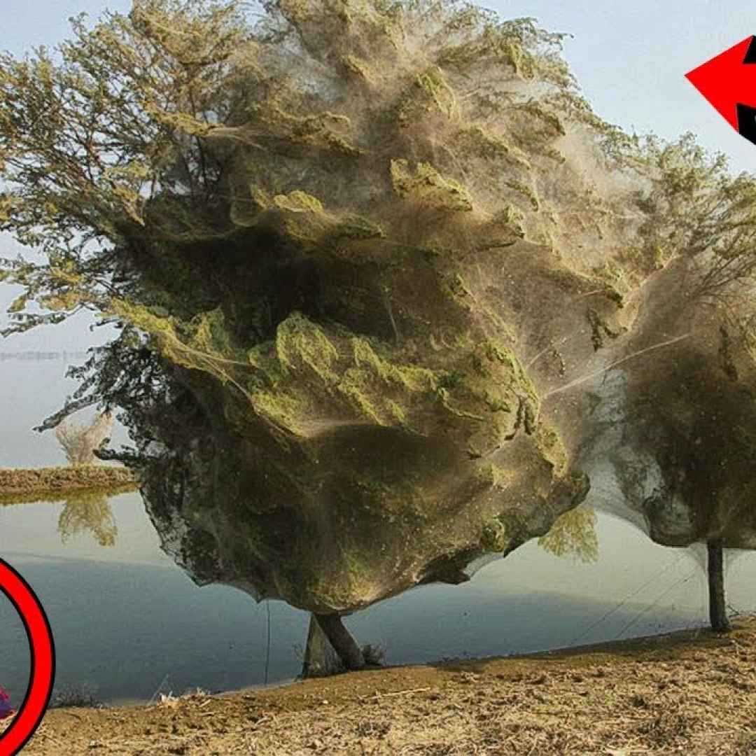 fantasma alberi video paura pakistan