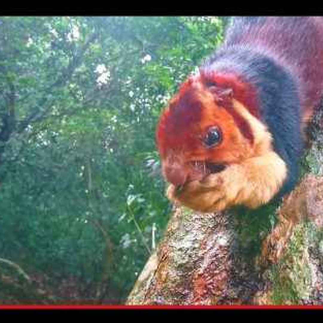 animali  scoiattoli  roditori  india