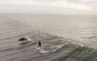 Animali: california mare delfini video surf