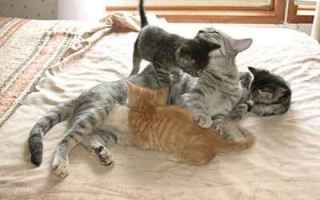 Animali: perchè i gatti fanno la pasta