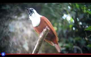 uccelli  animali  natura  centroamerica