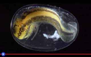 animali  scienza  anfibi  salamandre