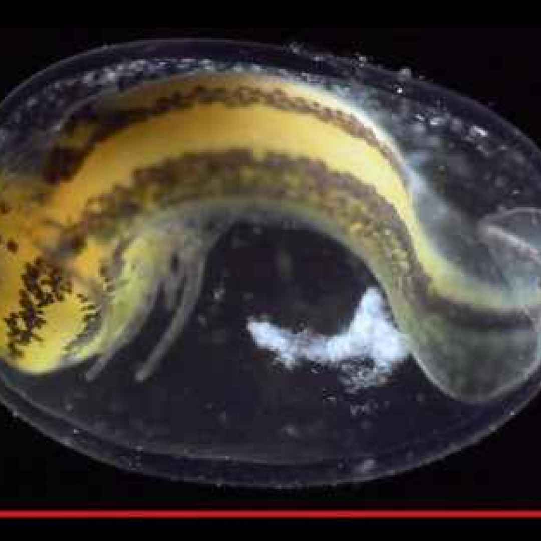 animali  scienza  anfibi  salamandre
