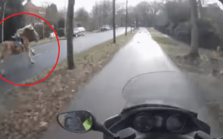 Filmati virali: olanda  video  moto  cavallo
