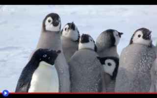 Animali: animali  pinguini  antartide  battaglie