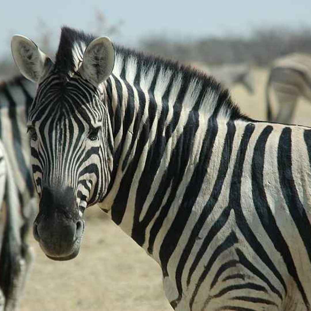 Scoperto perchè le zebre sono di colore bianconero
