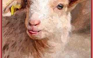 Cultura: abbacchio  agnello  sacrificio  pasqua