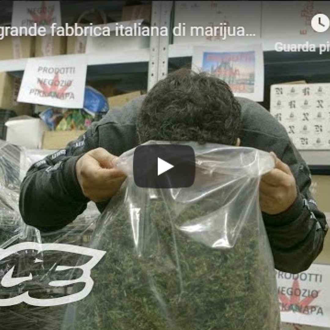 marijuana legale video cannabis italia
