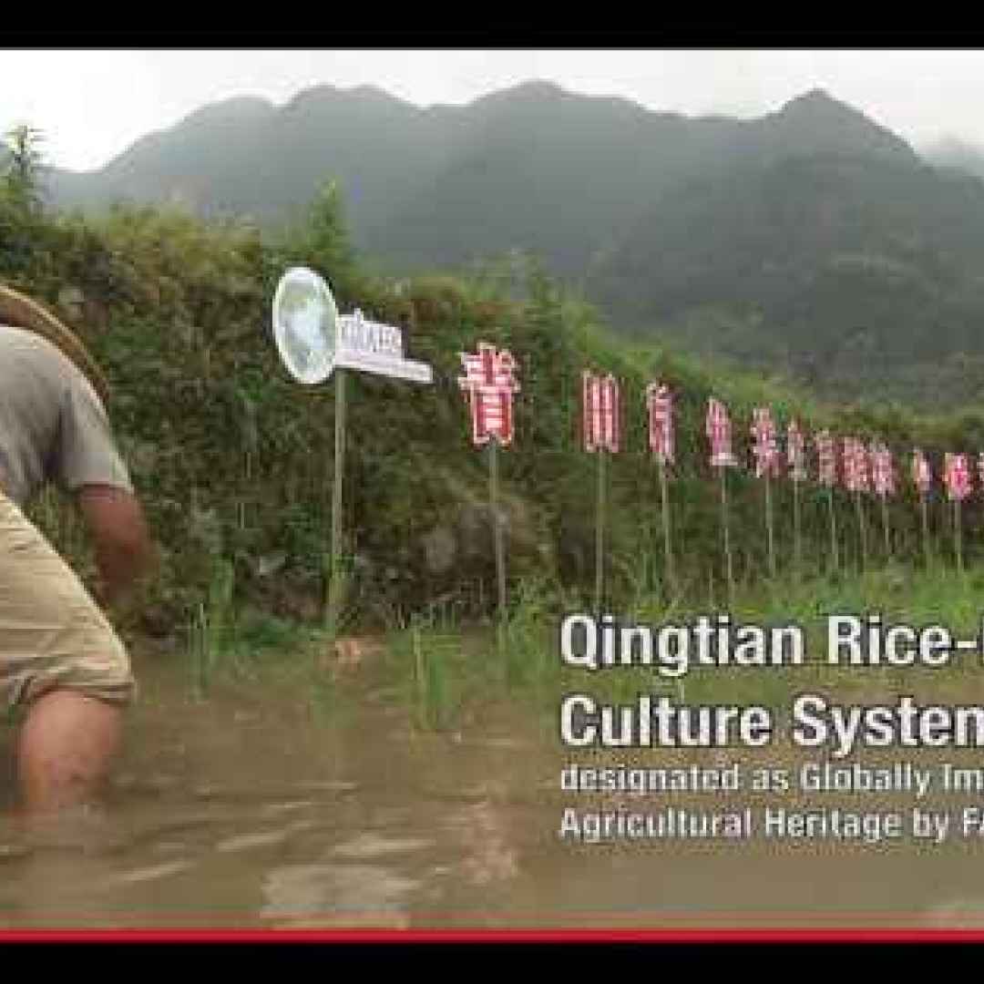 Dalla Cina, validi argomenti contro la separazione tra i pesci e il riso