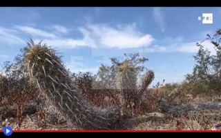 Ambiente: piante  cactus  messico  deserto  strano