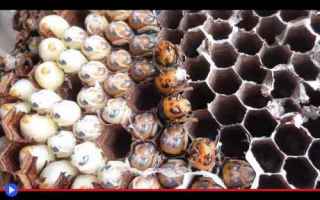 Gastronomia: cibo  giappone  insetti  vespe  piatti