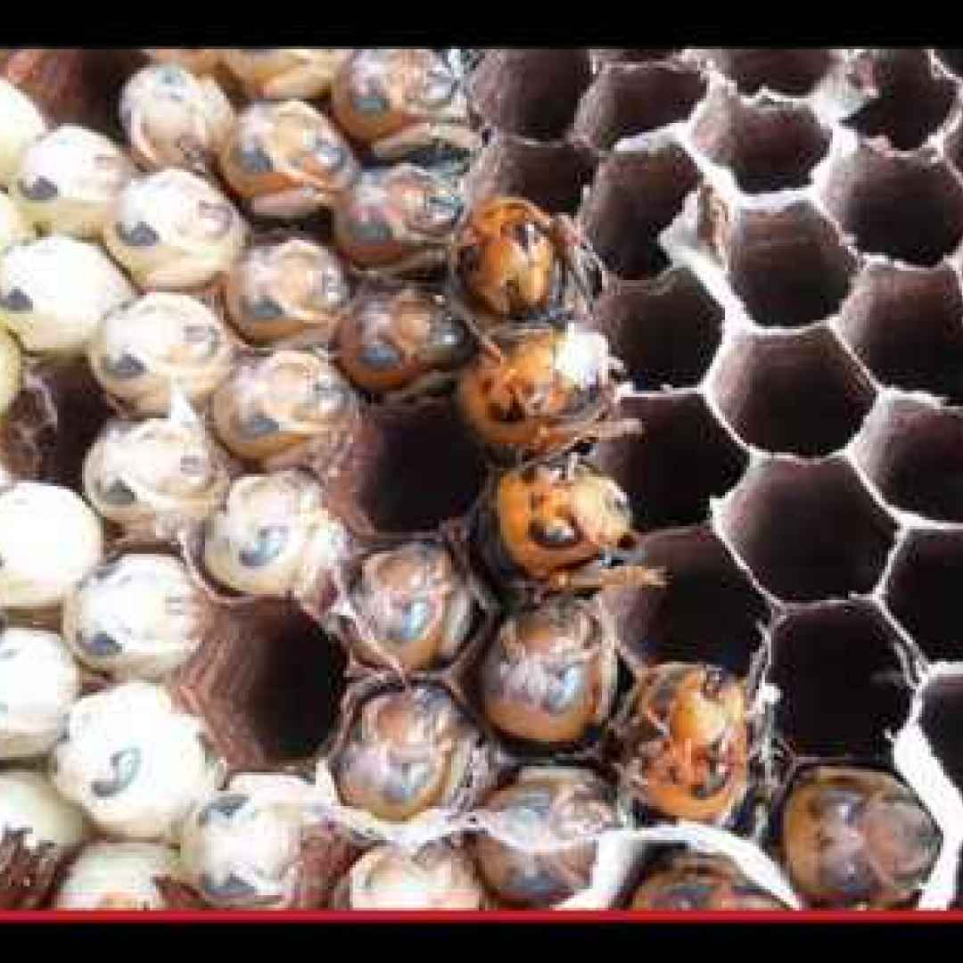 Larve di vespa e cavallette: piatti forti di un insolito Giappone