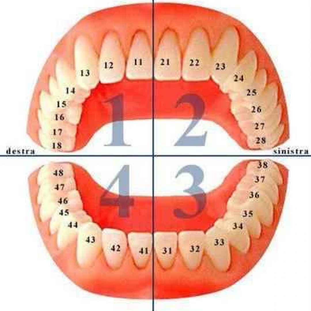 La numerazione dei denti nell