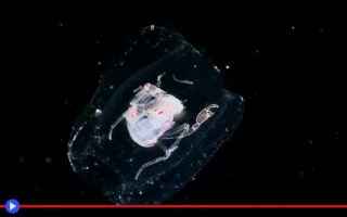 animali  plankton  gamberi  ciclo vitale