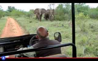 animali  elefanti   sudafrica  guida