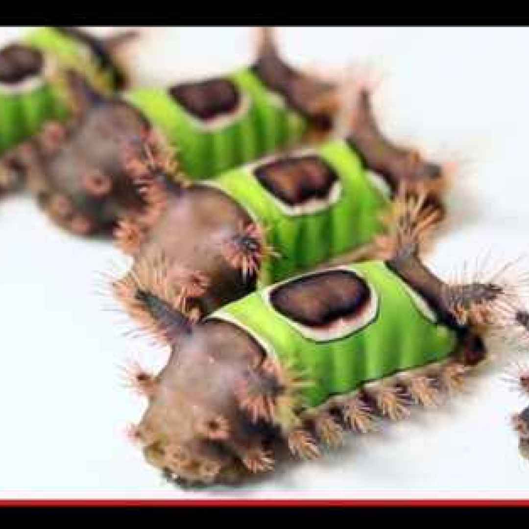 animali  insetti  bruchi  falene