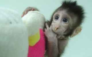 Animali: cina  scienza  scimmie modificate